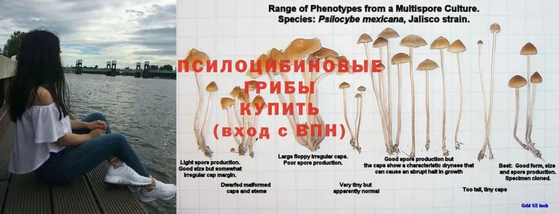 Галлюциногенные грибы GOLDEN TEACHER  купить наркотик  Волгореченск 